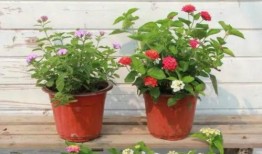 华阳超市爆料视频最新,揭秘超市内幕，消费者权益如何保障？