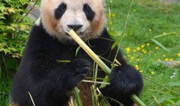 熊猫圆梦最新爆料,揭秘最新爆料背后的精彩故事